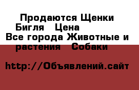 Продаются Щенки Бигля › Цена ­ 35 000 - Все города Животные и растения » Собаки   